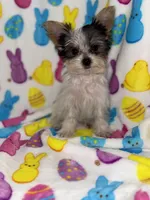 Cuddles, a male Yorkshire Terrier for sale in Grand Rapids, MI – Photo 6 of 9