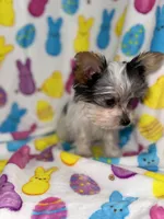 Cuddles, a male Yorkshire Terrier for sale in Grand Rapids, MI – Photo 2 of 9
