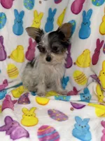 Cuddles, a male Yorkshire Terrier for sale in Grand Rapids, MI – Photo 9 of 9