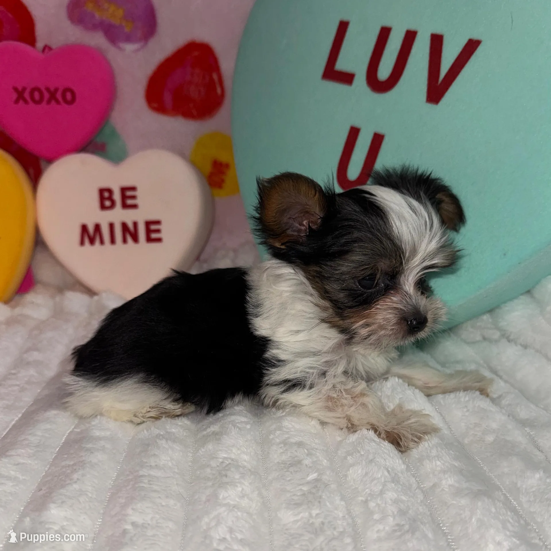 Cuddles, a male Yorkshire Terrier for sale in Grand Rapids, MI – Photo 4 of 8