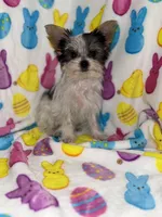 Cuddles, a male Yorkshire Terrier for sale in Grand Rapids, MI – Photo 4 of 9