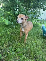Milo, a male Chorkie for sale in Grand Rapids, MI – 4 of 5
