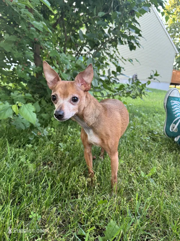 Milo – Chorkie puppy for sale in Grand Rapids, MI