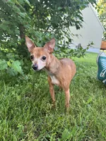 Milo, a male Chorkie for sale in Grand Rapids, MI – 1 of 5
