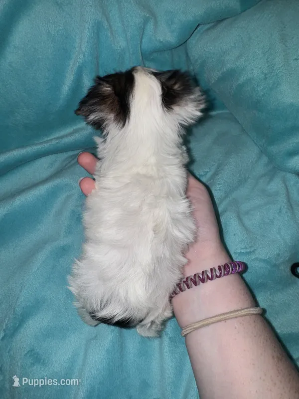Minnie  – Yorkshire Terrier puppy for sale in Grand Rapids, MI