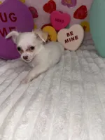 Snowball , a male Chihuahua for sale in Grand Rapids, MI – Photo 3 of 7