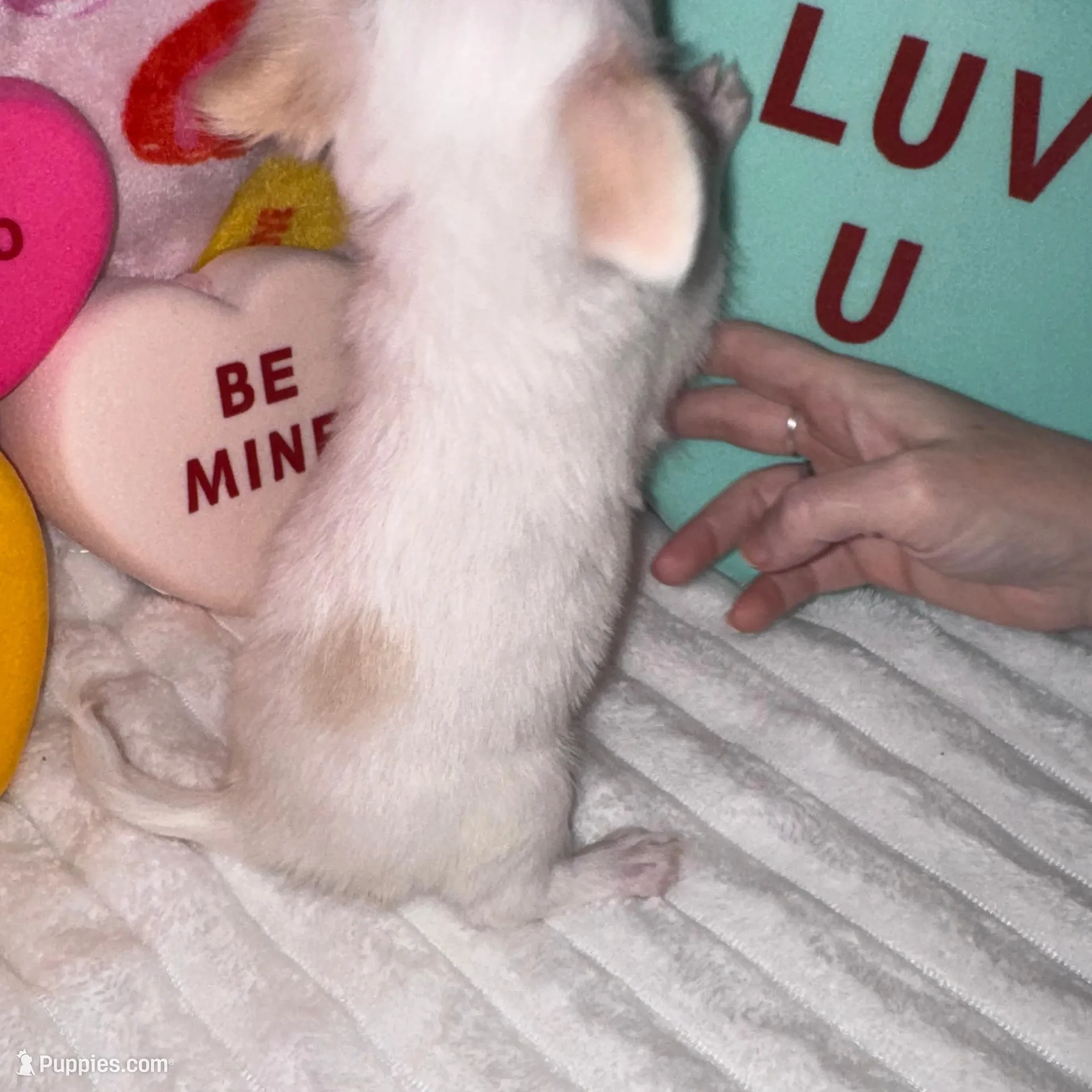 Snowball , a male Chihuahua for sale in Grand Rapids, MI – Photo 6 of 7