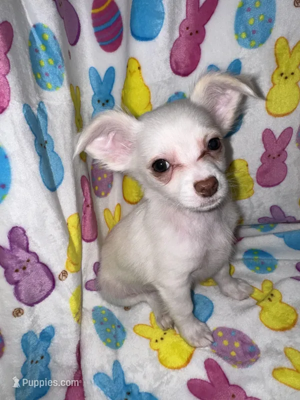 Snowball  – Chihuahua puppy for sale in Grand Rapids, MI
