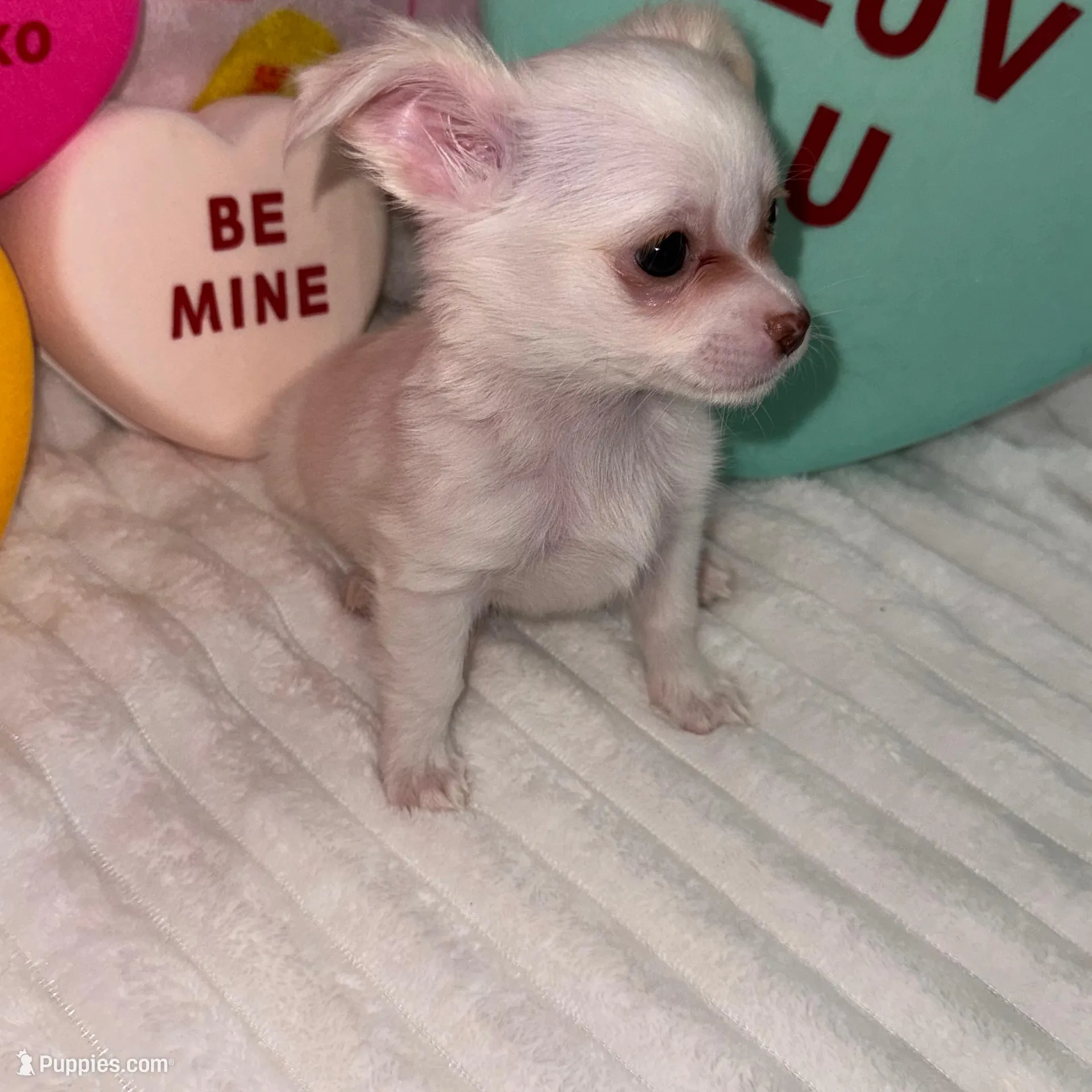 Snowball , a male Chihuahua for sale in Grand Rapids, MI – Photo 7 of 7