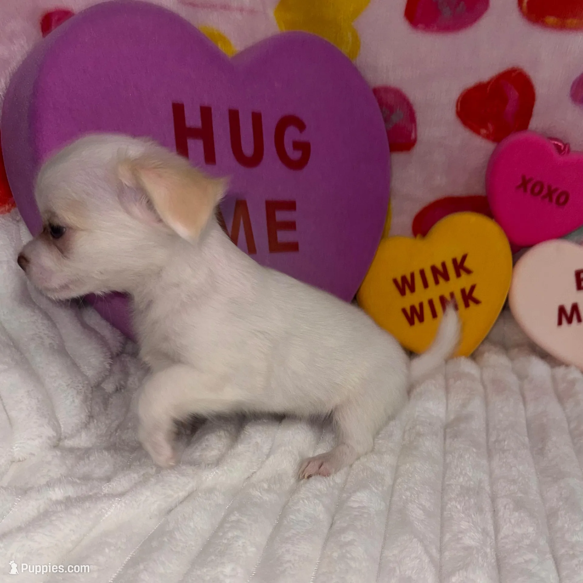 Snowball , a male Chihuahua for sale in Grand Rapids, MI – Photo 4 of 7
