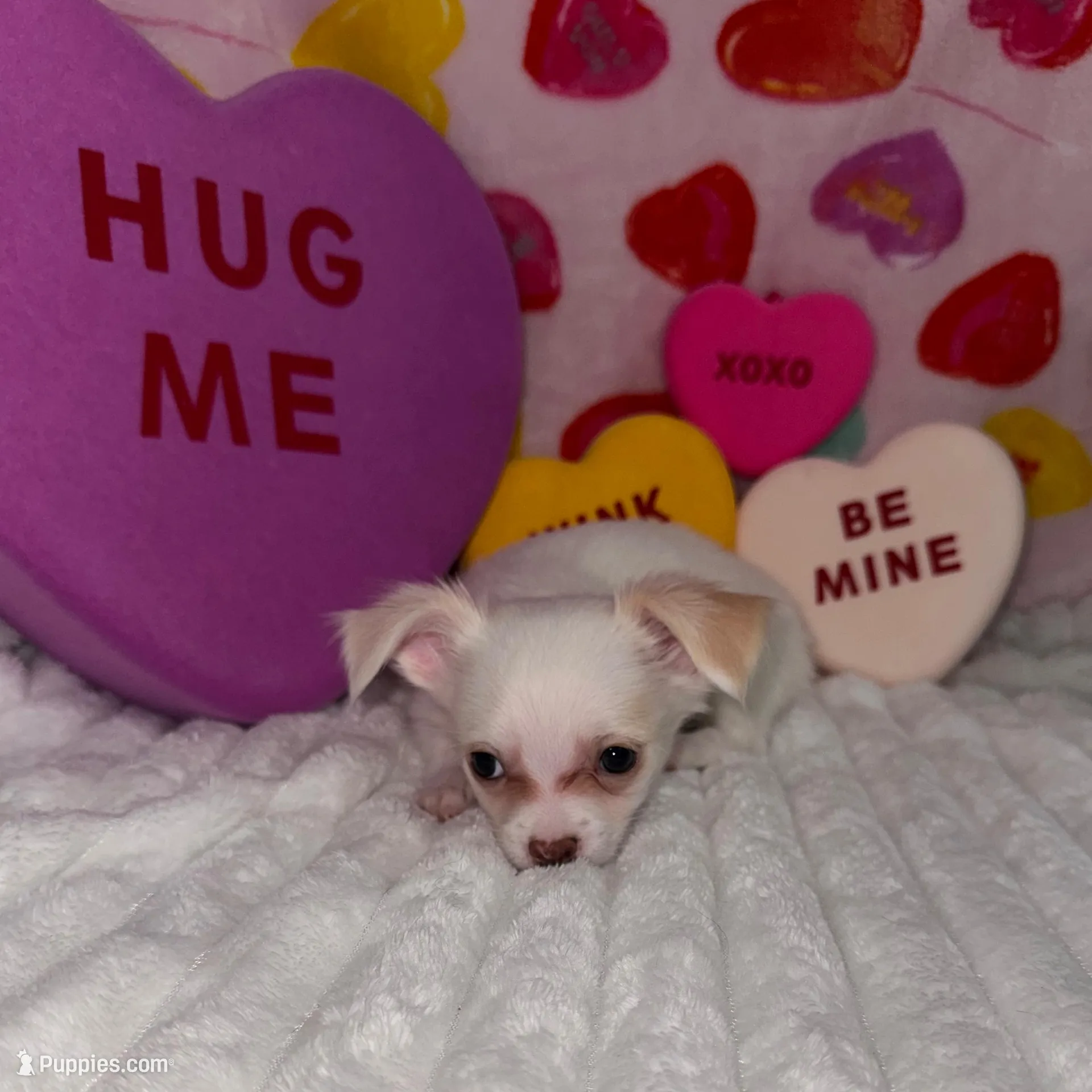 Snowball , a male Chihuahua for sale in Grand Rapids, MI – Photo 2 of 7
