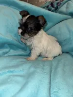 Chip , a male Yorkshire Terrier for sale in Grand Rapids, MI – 9 of 10