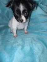 Anya, a female Chihuahua for sale in Grand Rapids, MI – 6 of 7