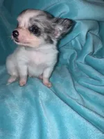 Yukon, a male Chihuahua for sale in Grand Rapids, MI – 2 of 7