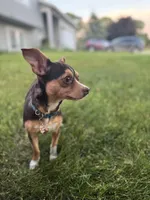 Kahlúa, a female Chihuahua for sale in Grand Rapids, MI – 2 of 7