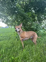 Milo, a male Chorkie for sale in Grand Rapids, MI – 5 of 5
