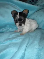 Chip , a male Yorkshire Terrier for sale in Grand Rapids, MI – 7 of 10