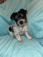 Dale, a male Yorkshire Terrier for sale in Grand Rapids, MI – 1 of 6