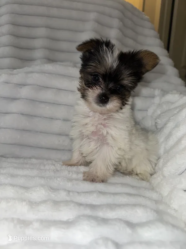 Chip  – Yorkshire Terrier puppy for sale in Grand Rapids, MI