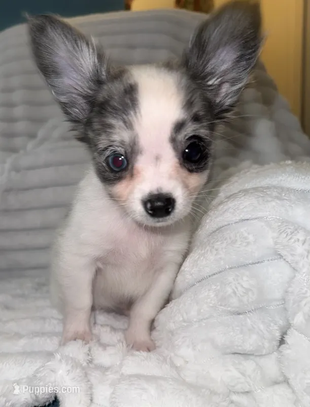 Yukon – Chihuahua puppy for sale in Grand Rapids, MI