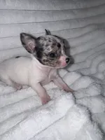 Spud, a male Chihuahua for sale in Grand Rapids, MI – 2 of 5