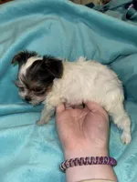 Minnie , a female Yorkshire Terrier for sale in Grand Rapids, MI – 6 of 6