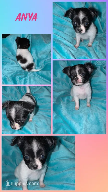 Anya – Chihuahua puppy for sale in Grand Rapids, MI
