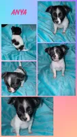Anya, a female Chihuahua for sale in Grand Rapids, MI – 1 of 7