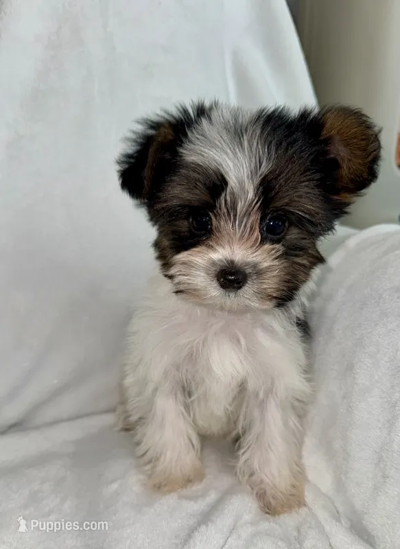 Daisy  – Yorkshire Terrier puppy for sale in Grand Rapids, MI