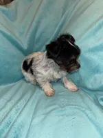 Dale, a male Yorkshire Terrier for sale in Grand Rapids, MI – 3 of 6