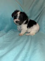 Daisy , a female Yorkshire Terrier for sale in Grand Rapids, MI – 4 of 10