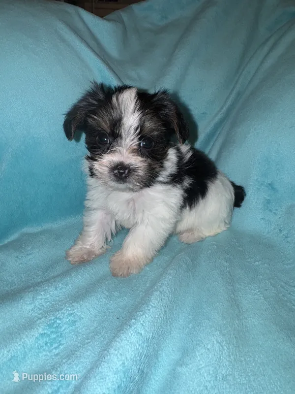 Daisy  – Yorkshire Terrier puppy for sale in Grand Rapids, MI