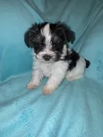 Daisy , a female Yorkshire Terrier for sale in Grand Rapids, MI – 6 of 10