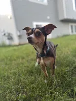 Kahlúa, a female Chihuahua for sale in Grand Rapids, MI – 4 of 7