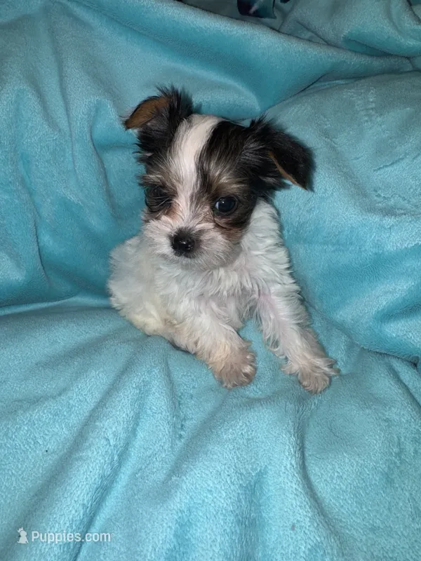 Minnie , a female Yorkshire Terrier for sale in Grand Rapids, MI – 1 of 6
