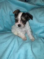 Minnie , a female Yorkshire Terrier for sale in Grand Rapids, MI – 1 of 6