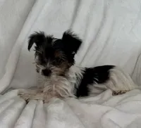 Dale, a male Yorkshire Terrier for sale in Grand Rapids, MI – 5 of 9