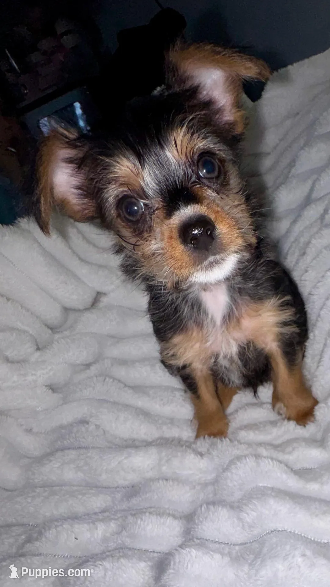 Titan , a male Chorkie for sale in Grand Rapids, MI – Photo 2 of 7