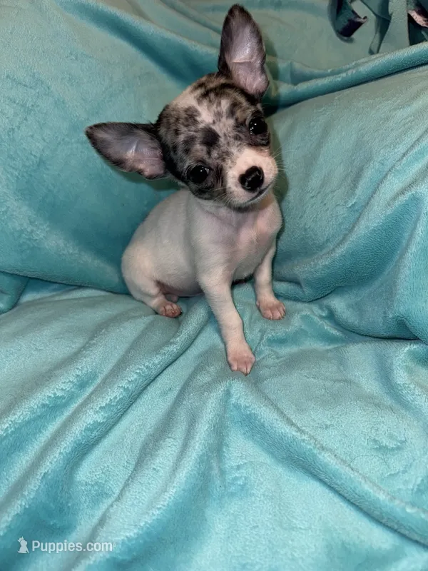 Spud – Chihuahua puppy for sale in Grand Rapids, MI