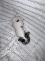 Spud, a male Chihuahua for sale in Grand Rapids, MI – 5 of 5