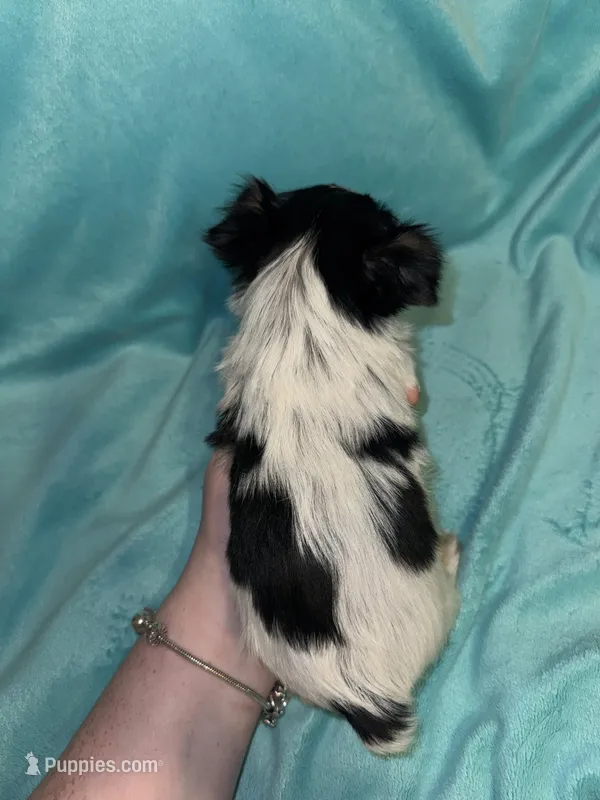 Dale – Yorkshire Terrier puppy for sale in Grand Rapids, MI