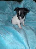 Anya, a female Chihuahua for sale in Grand Rapids, MI – 4 of 7