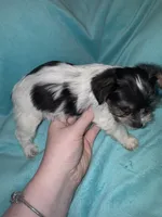 Dale, a male Yorkshire Terrier for sale in Grand Rapids, MI – 6 of 6