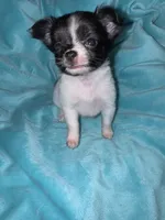 Anya, a female Chihuahua for sale in Grand Rapids, MI – 5 of 7