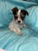 Minnie , a female Yorkshire Terrier for sale in Grand Rapids, MI – 3 of 6
