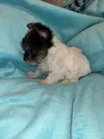 Chip , a male Yorkshire Terrier for sale in Grand Rapids, MI – 8 of 10