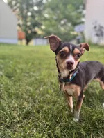 Kahlúa, a female Chihuahua for sale in Grand Rapids, MI – 5 of 7