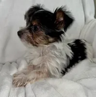 Dale, a male Yorkshire Terrier for sale in Grand Rapids, MI – 4 of 9