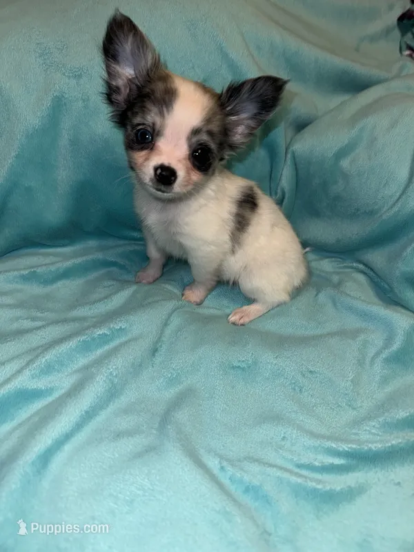 Yukon – Chihuahua puppy for sale in Grand Rapids, MI