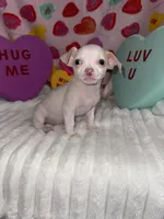 Mr piglet , a male Chihuahua for sale in Grand Rapids, MI – Photo 8 of 9